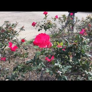 Meet your Posher, Leslea